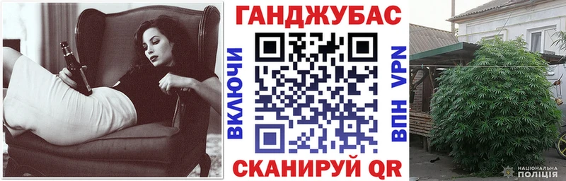 Конопля гибрид  Заполярный 